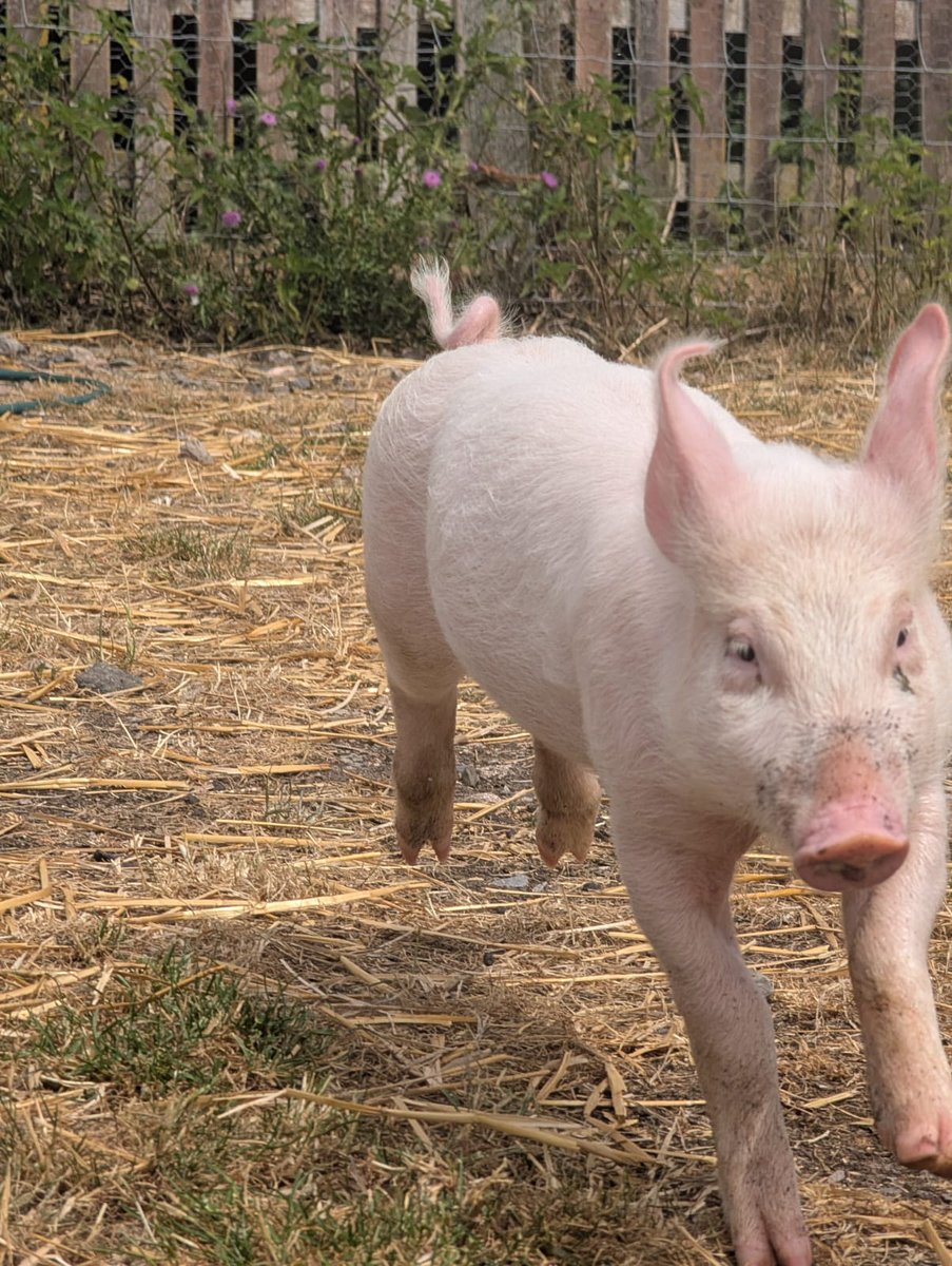 fars_sanctuary's tweet photo. Just LOOK who's changing from itty bitty baby to a proper grown-up boy 🐖👏🤗!

#TomBombadilPiglet
#TomBombadilPig
#SomeoneNotSomething
#VeganForHim https://t.co/6vtiaocHIe