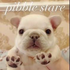 fruitpibble's tweet photo. hi https://t.co/ErwK9zkblp