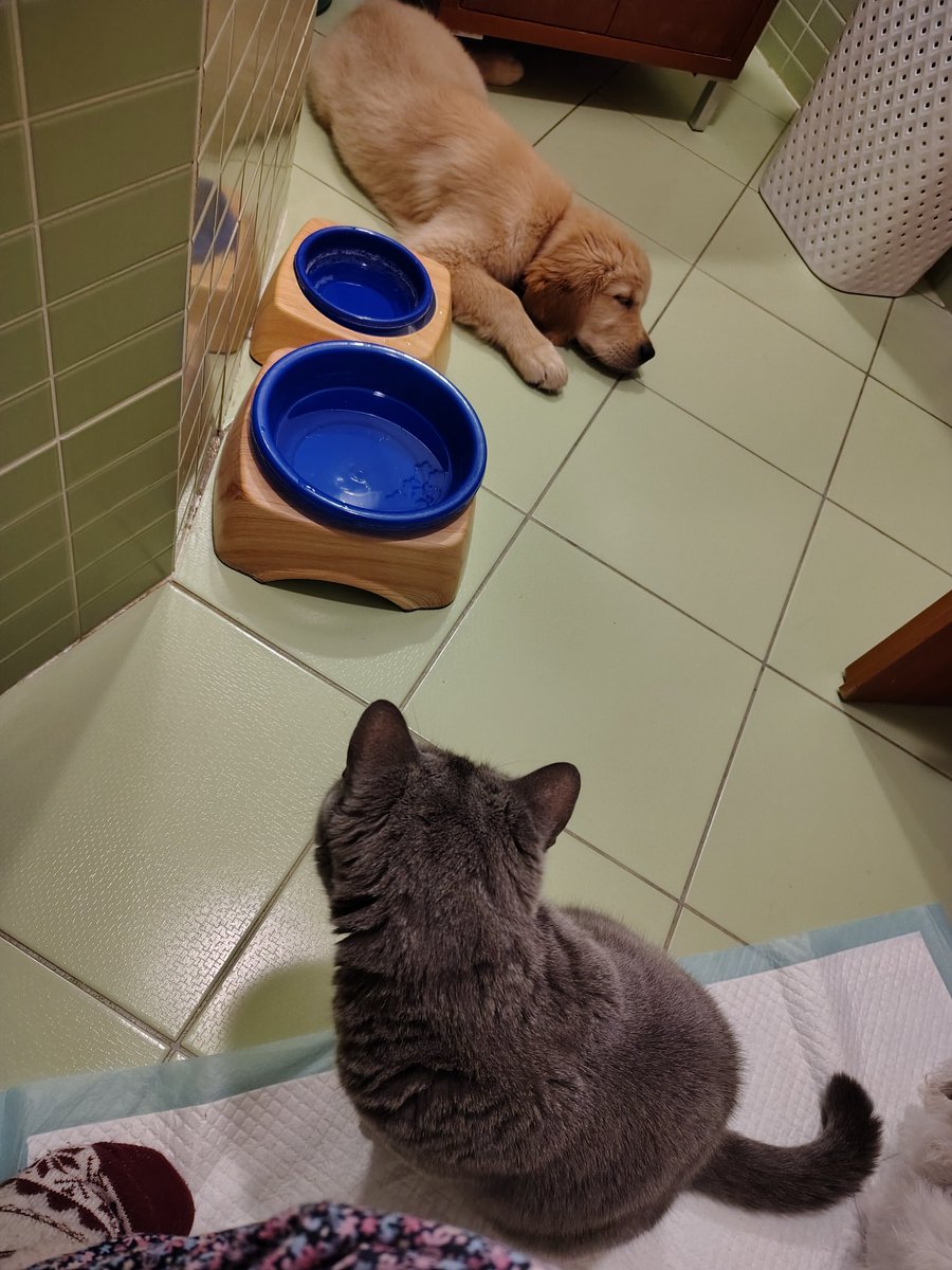 LBlekotova's tweet photo. We are family 🐾❤️ https://t.co/dROkcYngvF