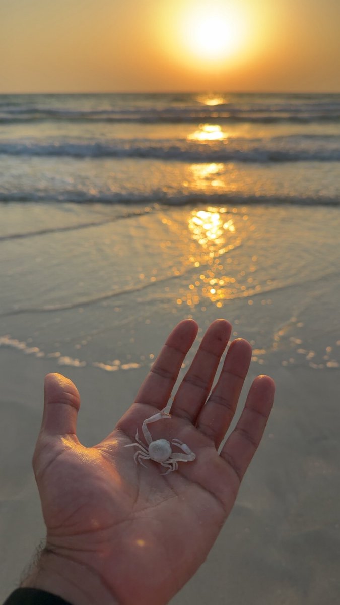 _yyya's tweet photo. 🦀🐚🌊 https://t.co/RgtjuxUV5P