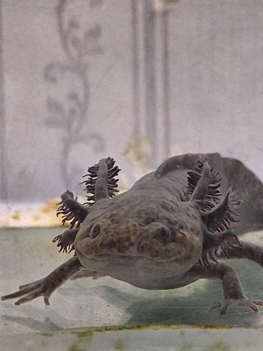 jochumilo's tweet photo. Axolotlssss 🤍 https://t.co/jkRavLJzSU