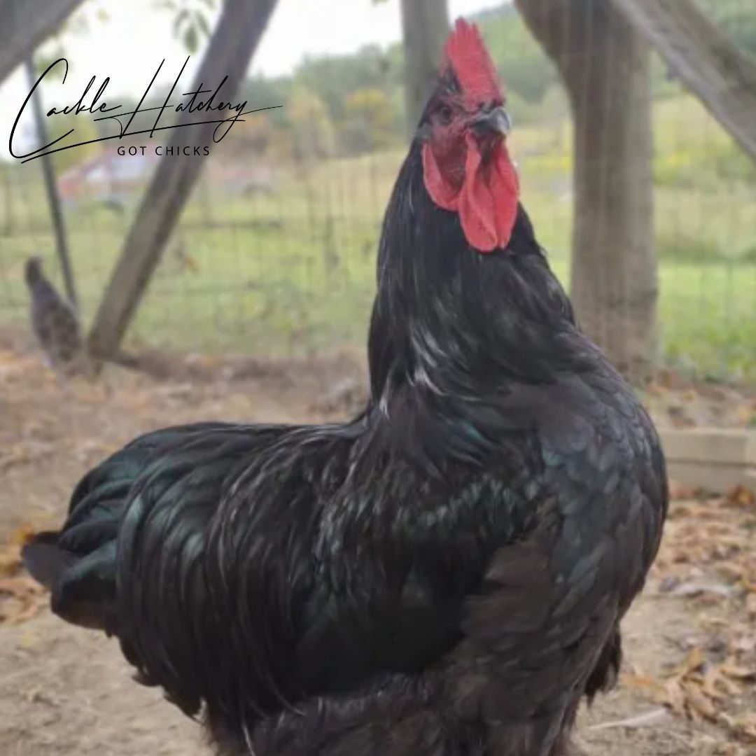 CackleHatchery's tweet photo. 🖤 Elegant, calm, and full of charm! Black English Orpingtons are known for their glossy black feathers, gentle personalities, and excellent cold hardiness. A beautiful addition to any backyard flock.

#BlackOrpington #ChickenBreeds

https://t.co/qfbTtdPAW3 https://t.co/jjVgKoQStr