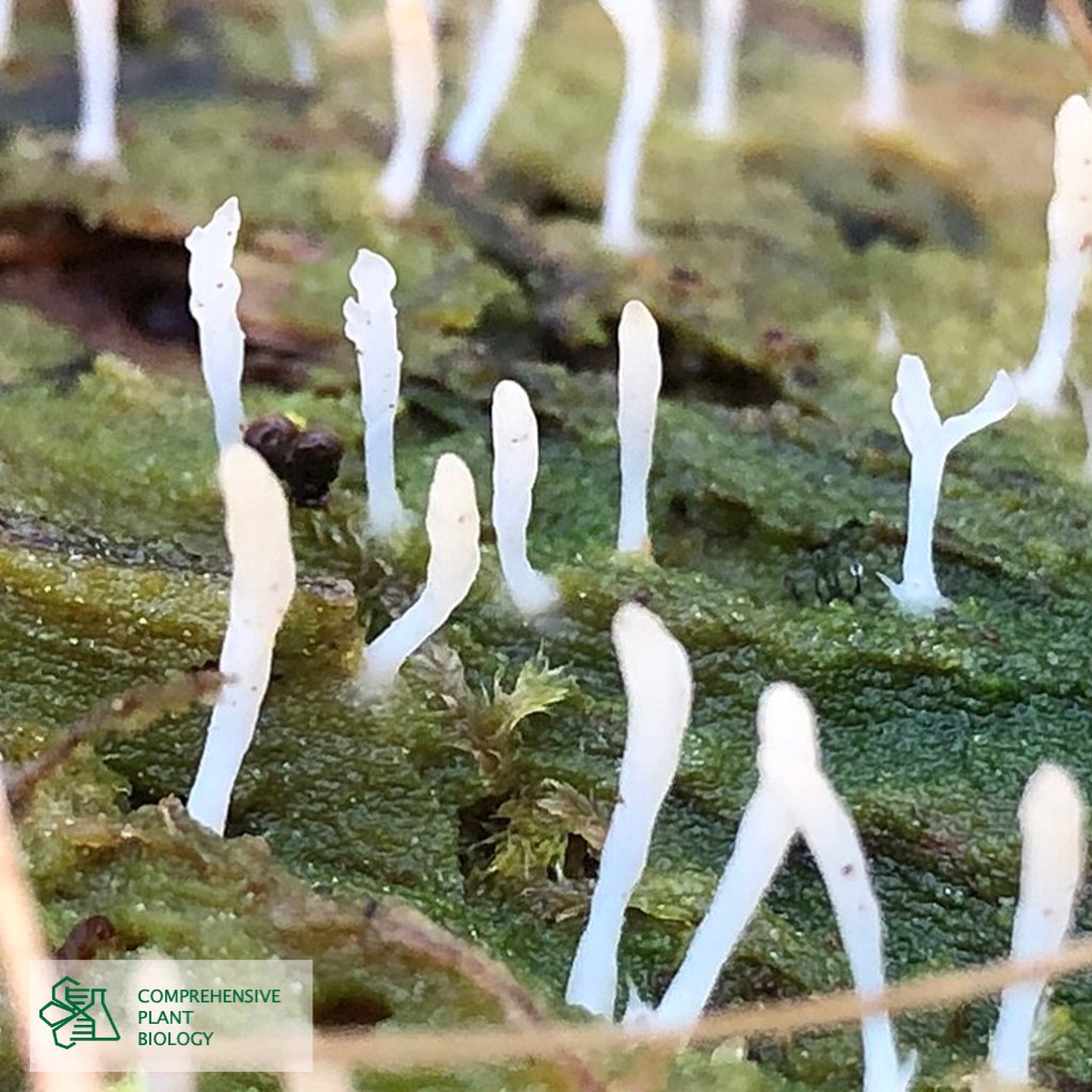 CompPlantBiol's tweet photo. Explore new records and noteworthy data of plants, algae and fungi in Central Europe like Multiclavula mucida https://t.co/disdUYtBOF  #botany #openaccess @BiologyFaculty https://t.co/PIgKdPr8RH