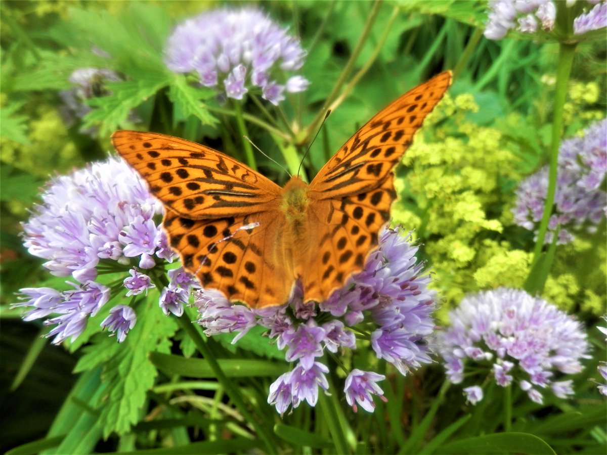 Skog200's tweet photo. Silver washed Fritillary butterfly in the garden today ..its a large butterfly and a beautiful colour ..love Knapweed as a host plant https://t.co/A1ks5vuQYl