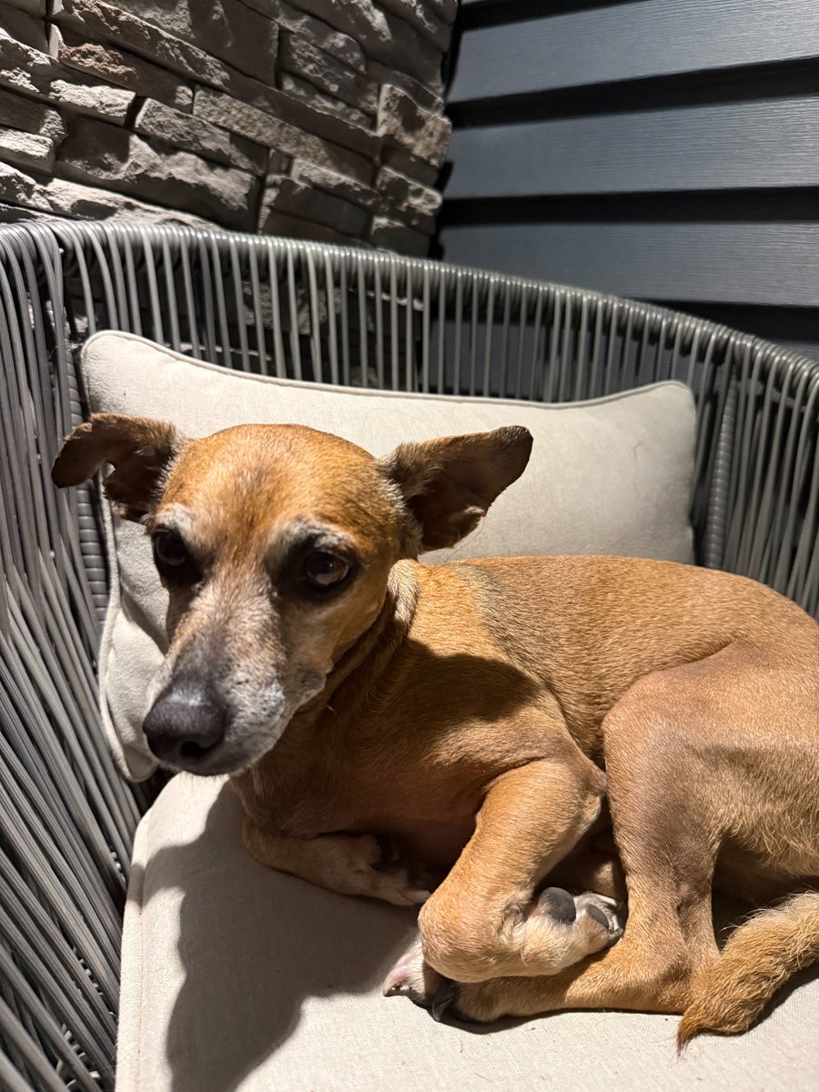 onwithjohnwx's tweet photo. MISSING YOUR DOG???

This sweet boy showed up at a residence in Taylor, PA in the middle of the night.  A senior boy, VERY friendly!  No collar, no chip.  He's safe but we need to find his owner!  Please help us find the owner so he can be returned. https://t.co/8kI3tmfRk0