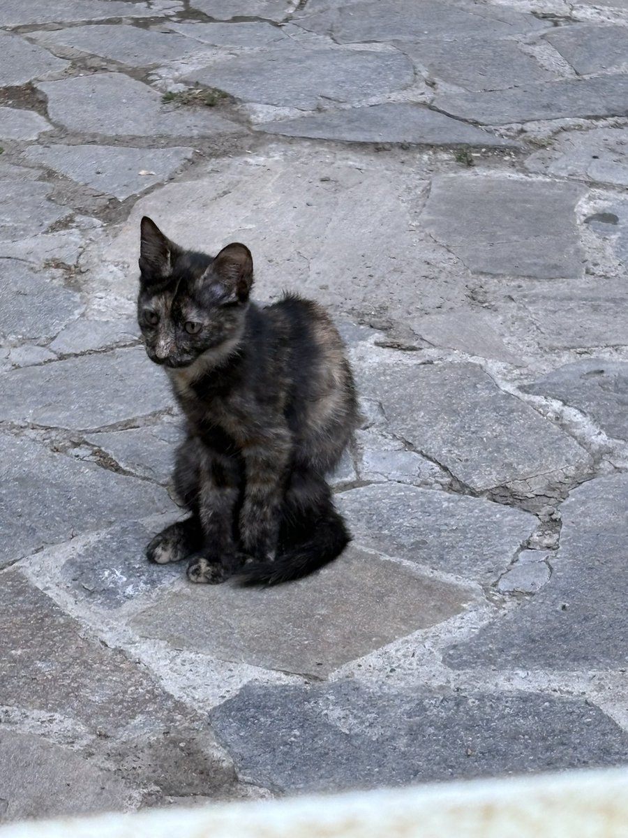 ZDemirkuduz's tweet photo. ne kadar cirkin bir kedi ya fare misin mirket misin utanmadan yasiyo musun bi de aq https://t.co/5xsJvPiSZP