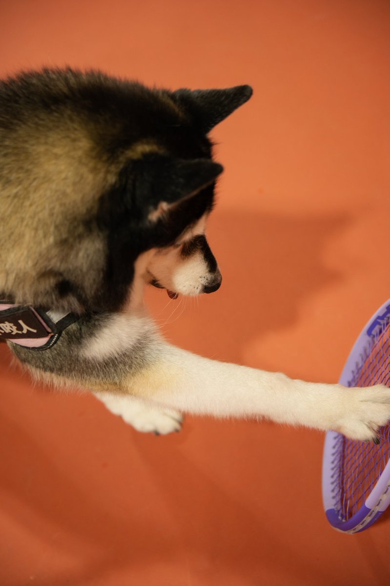 P_1eter's tweet photo. あはは、この犬はとてもいたずらですね。 https://t.co/h6buDWLHqv