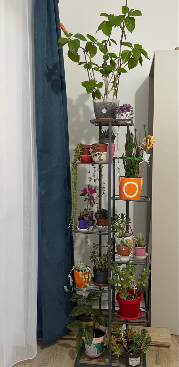 minimooncloud's tweet photo. Finally moved and I now I have my own indoor jungle set up the way I’ve dreamed of https://t.co/I1rknONCi3