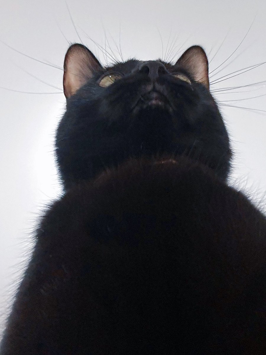 Hdys299's tweet photo. ねこの自撮りみがある https://t.co/0fCAdIJYsj