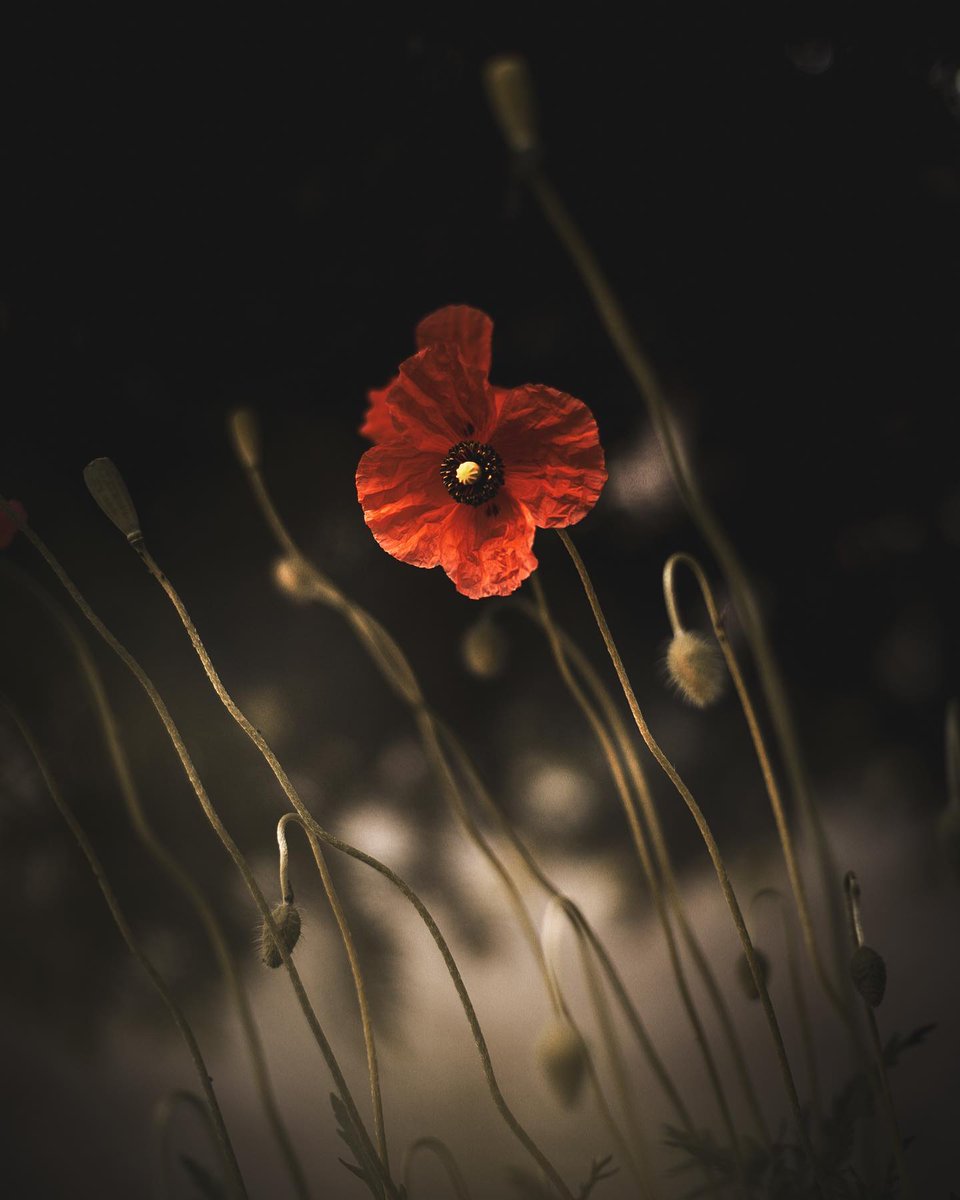 _monica_as's tweet photo. “There’s no need to talk about it, 
because the truth of what one says 
lies in what one does.”

~ Bernhard Schlink, 𝑇ℎ𝑒 𝑅𝑒𝑎𝑑𝑒𝑟
·

© Inga Śmietana https://t.co/OQNT8stHS0