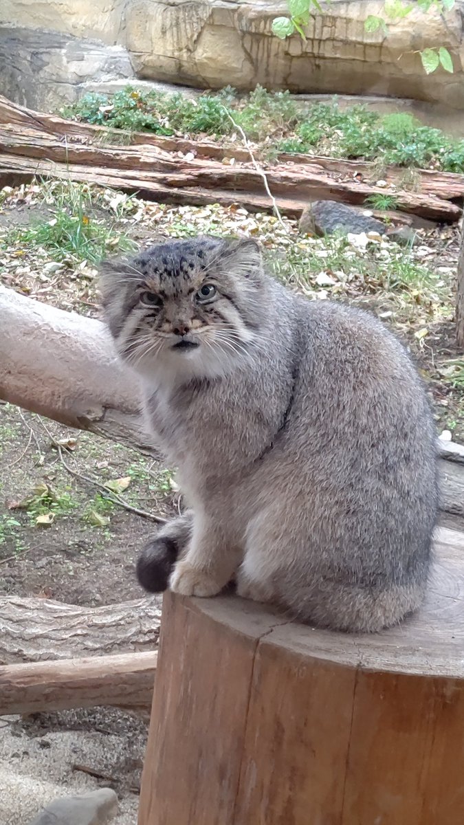 manul_bol0418's tweet photo. 今日はボルくんの祥月命日ですね🥺
もう1年かぁ～📆
ボルくんと言えば、切り株🪵でのファンサ✨
ポリーちゃんと一緒に仲良く過ごしてるといいなぁ🤭

📷️2023.11.05
#那須どうぶつ王国 #マヌルネコ
#ボル🌈 #pallasscat #manul #nasuanimalkingdom https://t.co/oOvNm0gOnM