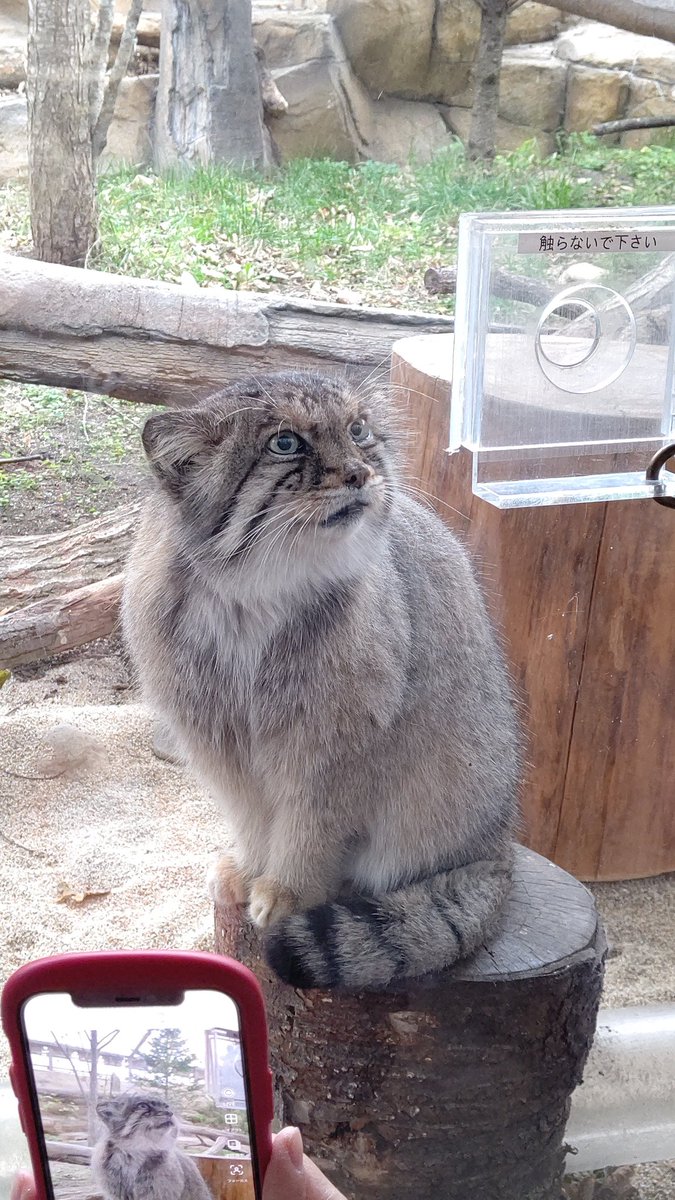 manul_bol0418's tweet photo. 今日はボルくんの祥月命日ですね🥺
もう1年かぁ～📆
ボルくんと言えば、切り株🪵でのファンサ✨
ポリーちゃんと一緒に仲良く過ごしてるといいなぁ🤭

📷️2023.11.05
#那須どうぶつ王国 #マヌルネコ
#ボル🌈 #pallasscat #manul #nasuanimalkingdom https://t.co/oOvNm0gOnM