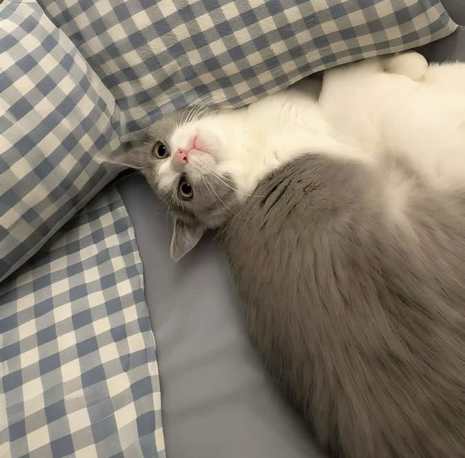 loiriant's tweet photo. ⠀⠀⠀⠀⠀⠀⠀⠀ 
Visitas ⠀⠀da ⠀⠀tarde! O ⠀gato 
da ⠀ vizinha ⠀vem ⠀⠀⠀roubar
comida ⠀do ⠀Maurício ⠀ (meu gato) 
todos ⠀⠀⠀os ⠀⠀⠀⠀⠀⠀dias. 
⠀⠀⠀⠀⠀⠀⠀⠀ https://t.co/wcMzdNR8Rt