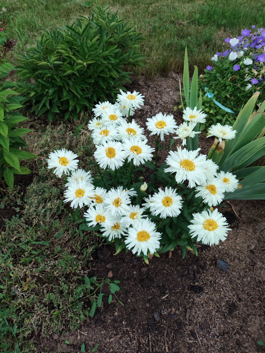T15397651's tweet photo. Как же я люблю лето, когда всё цветет разными красками🤩💐 https://t.co/qIvryqzfXS
