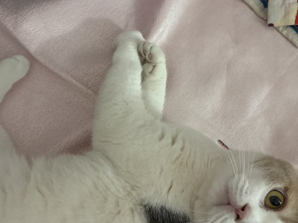 chen_dcmsk's tweet photo. 🐱 https://t.co/b4zSM3oehs