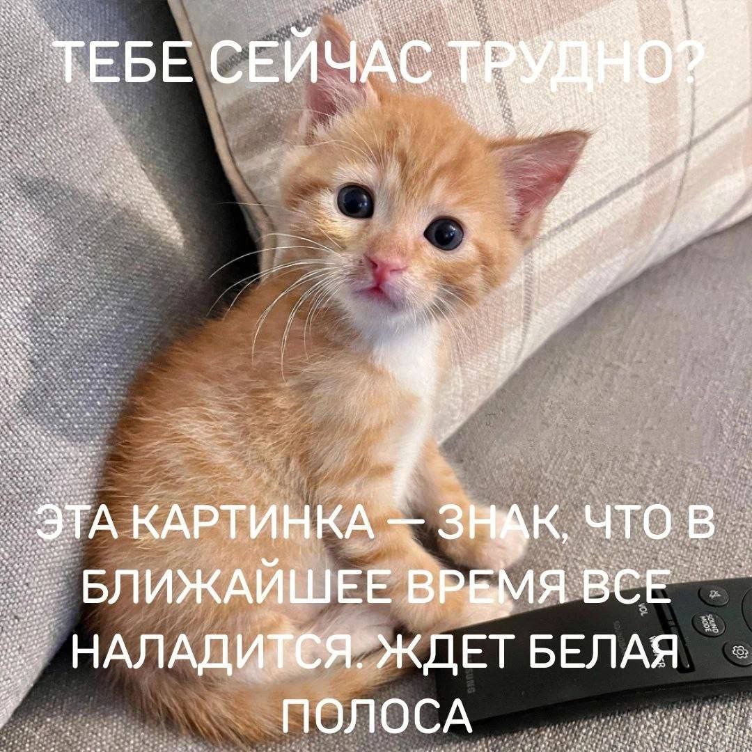 catsilcats's tweet photo. https://t.co/5RUZDyyMhQ