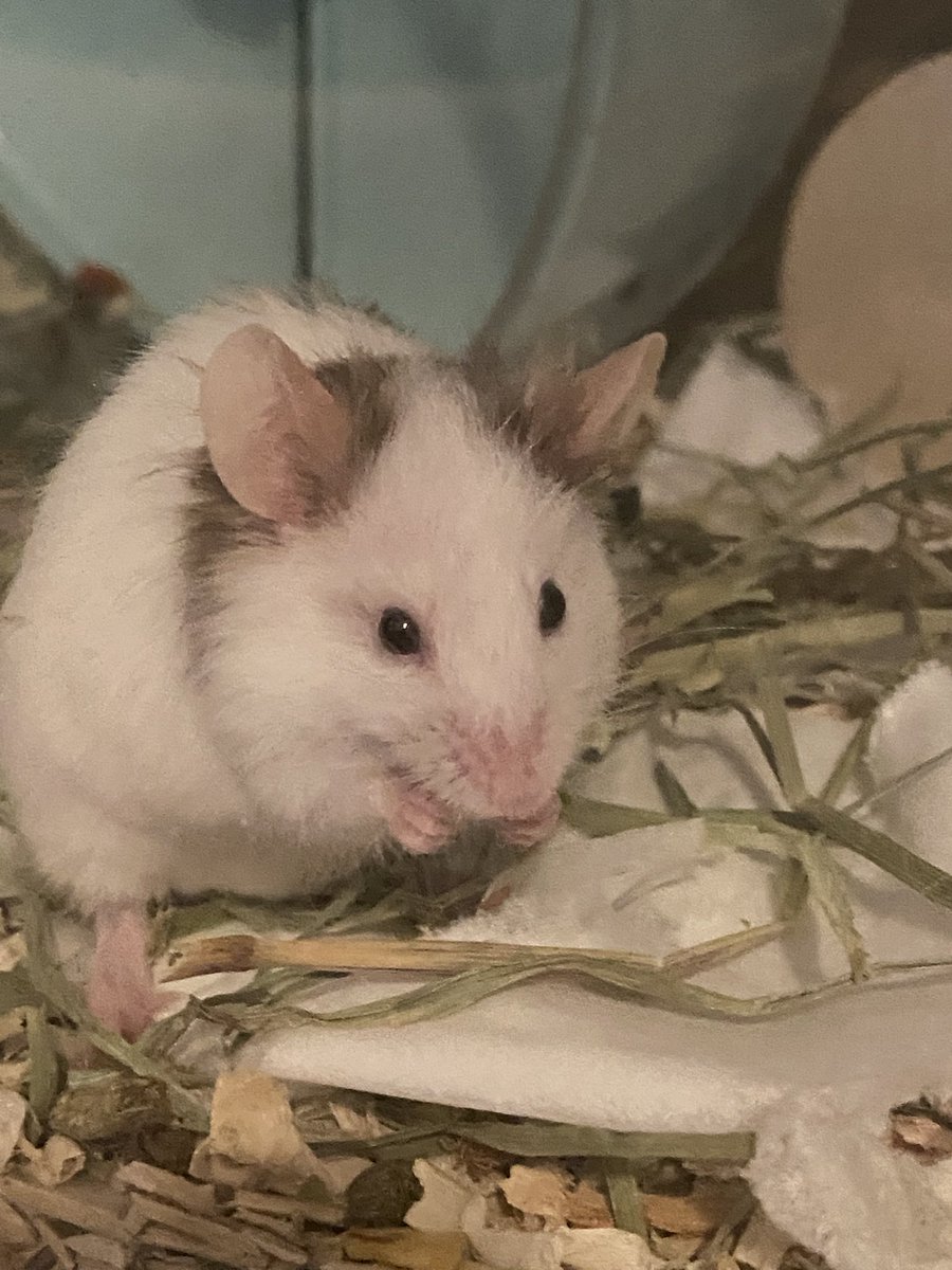 🐁 tweet media