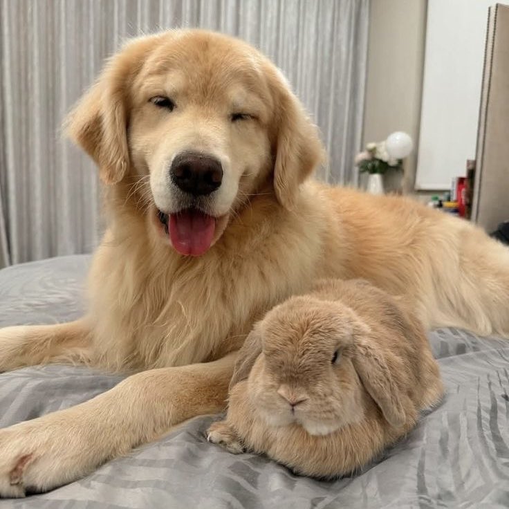 coppowla's tweet photo. what if!!! jeyi meyo jadi bunny &amp; puppy nya aku 😲

#marhoon hybrid au https://t.co/EjWSfGzYKh