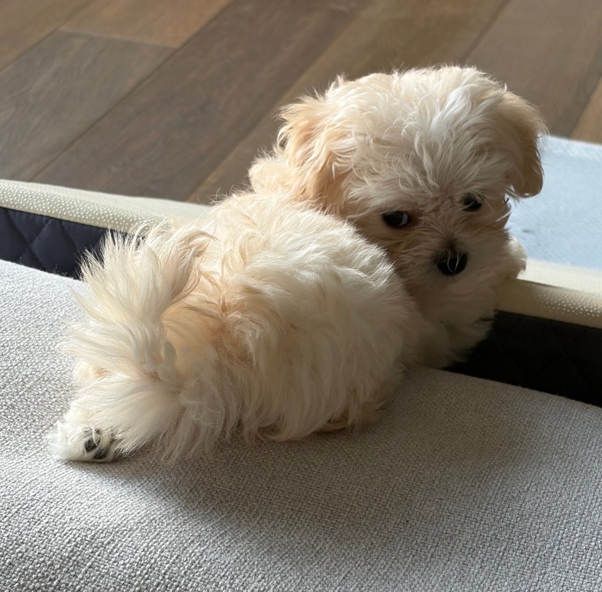 rpfgod's tweet photo. Oh look at me my name is pponyo I’m a cute little puppy who gets to live in a spacious apartment with a beautiful view and 2 gorgeous rich lesbian moms who will give me anything I want. FUCK YOU https://t.co/kTuK39WKyL