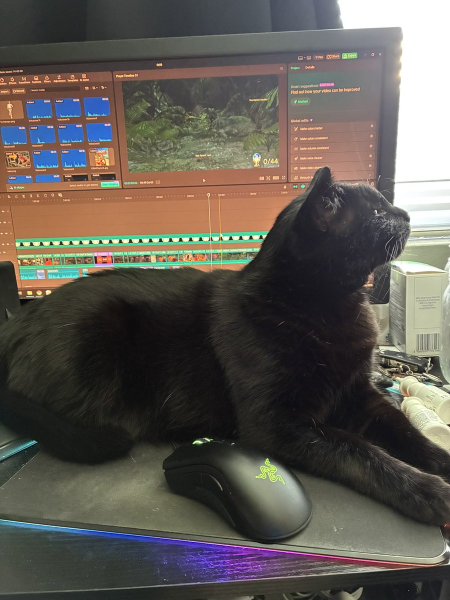 CamPlatinums's tweet photo. The big guy absolutely knows 2 things:

1: He is an incredibly handsome good boy

2: He’s the best video editing partner 

🐈‍⬛🐈‍⬛ https://t.co/RDktxNmcKf