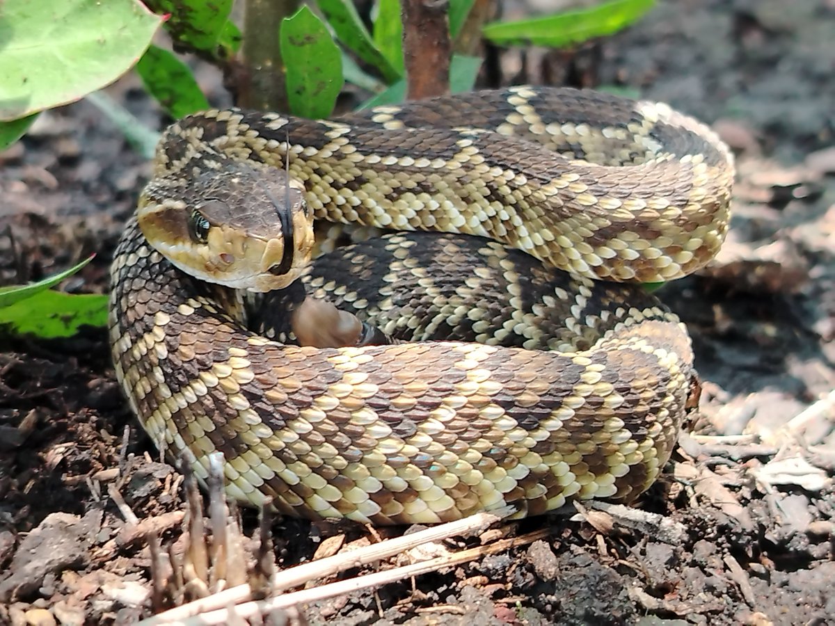 Herpeto_cosas's tweet photo. Cría de cascabel de cola negra
#Crotalus #molossus
Especie de importancia médica toxicológica #IM
Querétaro, México

Buen día ✌️🐍😎 https://t.co/uvCG5SVVRH