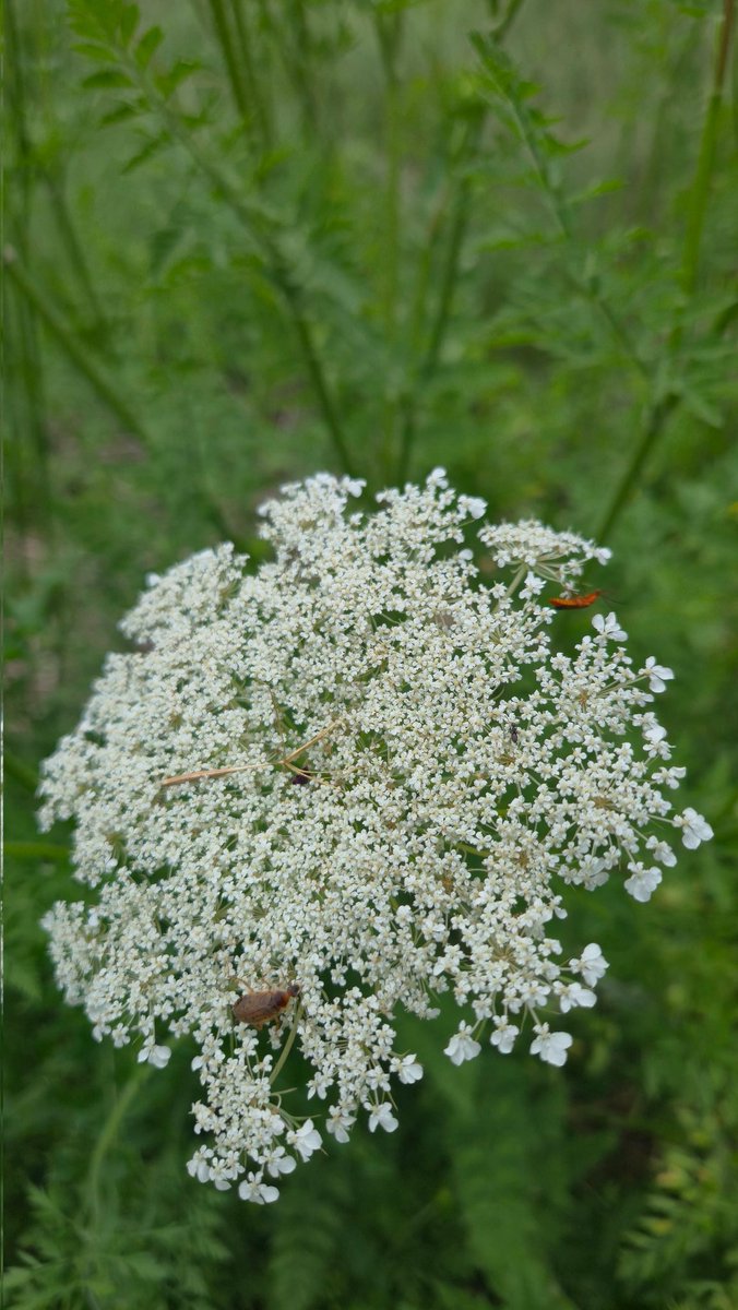 OlakunleExcel's tweet photo. Queen Anne's lace.
A thousand tiny flowers, one beautiful bloom. 🤍🌿. #Wildflowers #NaturePhotography https://t.co/F6u0afJfIN