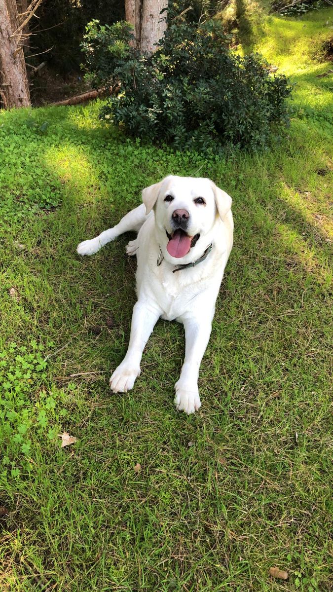 Actinglytskin's tweet photo. My dog just gave birth to 5 beautiful fur babies and I'm giving them to my dearest fans that are loyal. Send us a dm if you think you're the lucky one 📥
#jenniferaniston
#furbabies
#giveaway https://t.co/2r433wNDVB
