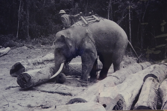 FactOrFarb's tweet photo. Lieutenant Bac Noi was an elephant that served the Vietminh during the battle of Dien Bien Phu in 1954 and the NVA in the HCM trails from 1959-1967. Unfortunately, due to lack of sex, he went on a rampage and killed 2 people in 1982. A firing squad executed him in March 1983. https://t.co/tvTu60mUqz
