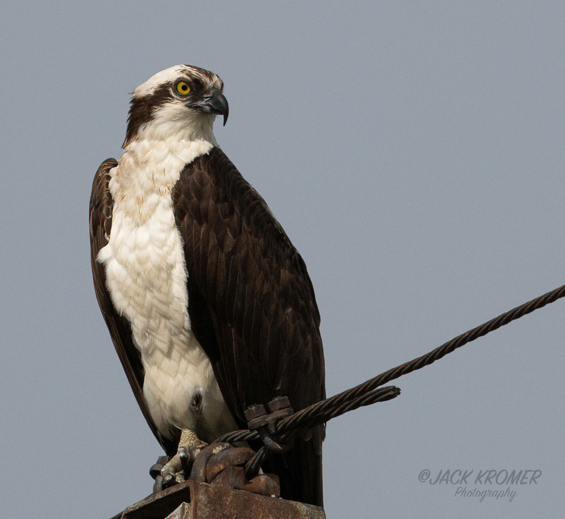 kromerpics's tweet photo. Osprey dad keeping an eye on the nest.
Northampton County, PA
June 2026 https://t.co/Fept4c2PSB