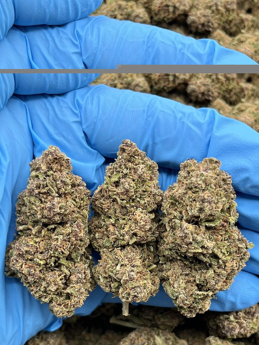 ExoticZaUS's tweet photo. frontier fuel โฝ๏ธ๐ฅ loud nose, clean smoke, heavy gas. if you know, you know.
rate it 1โ10 ๐ whoโs already tried it?
#cannabiscommunity #420 #gaspack #exoticflower https://t.co/2EwjRQNIRL