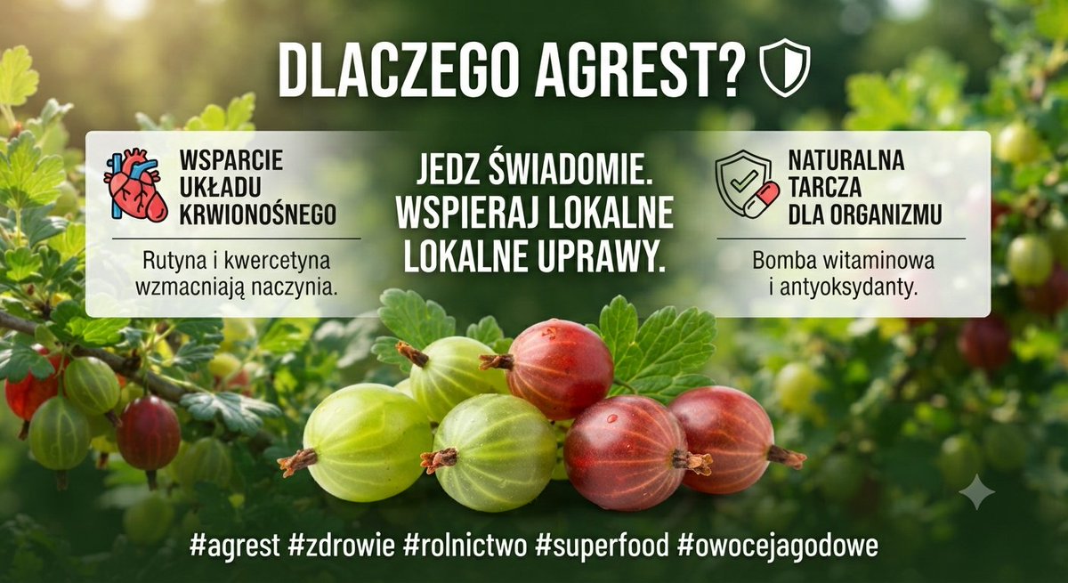 Agrestt_'s tweet photo. Dlaczego agrest? To nie tylko smak, to wsparcie układu krwionośnego. Rutyna i kwercetyna zawarte w tych owocach to naturalna tarcza dla Twojego organizmu. 🛡️
Wybieraj świadomie, wspieraj lokalne plantacje owoców jagodowych. #rolnictwo #agrest #zdrowie #superfood https://t.co/gSkOO3hf2j