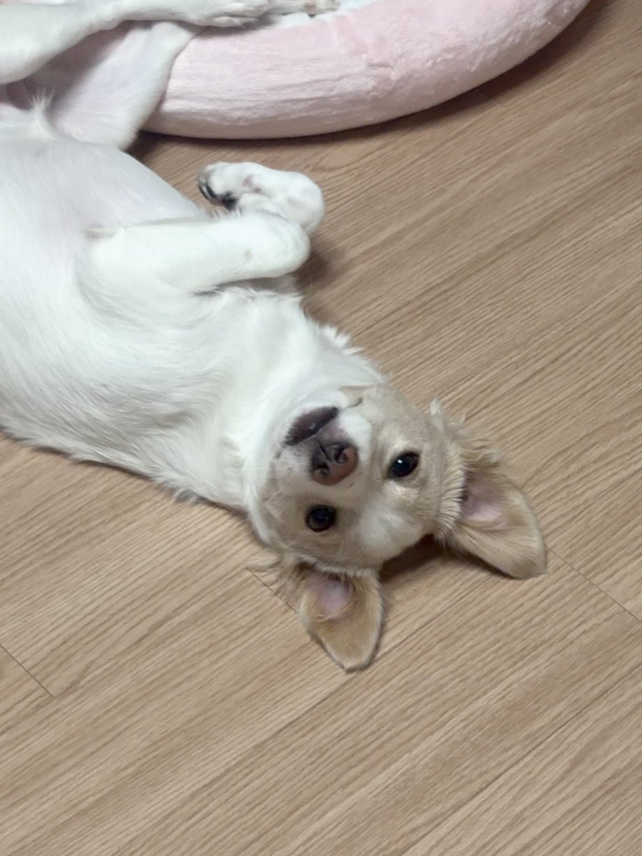 whippybebe's tweet photo. 톢핑이 https://t.co/v5qxsZ67MA