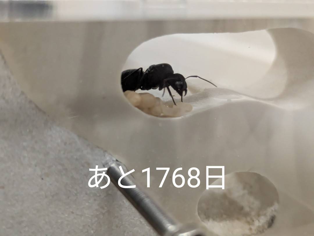 HALIMranu's tweet photo. 「10年後に賢者になる非リア王」
1906日目
繭増えた https://t.co/YN1Mic79QZ