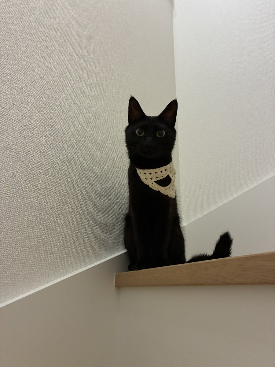bibi_0731's tweet photo. 🐈‍⬛🐈‍⬛

#黒猫 #cat #猫のいる暮らし #ネコーシュカ https://t.co/yk78lQrWWh