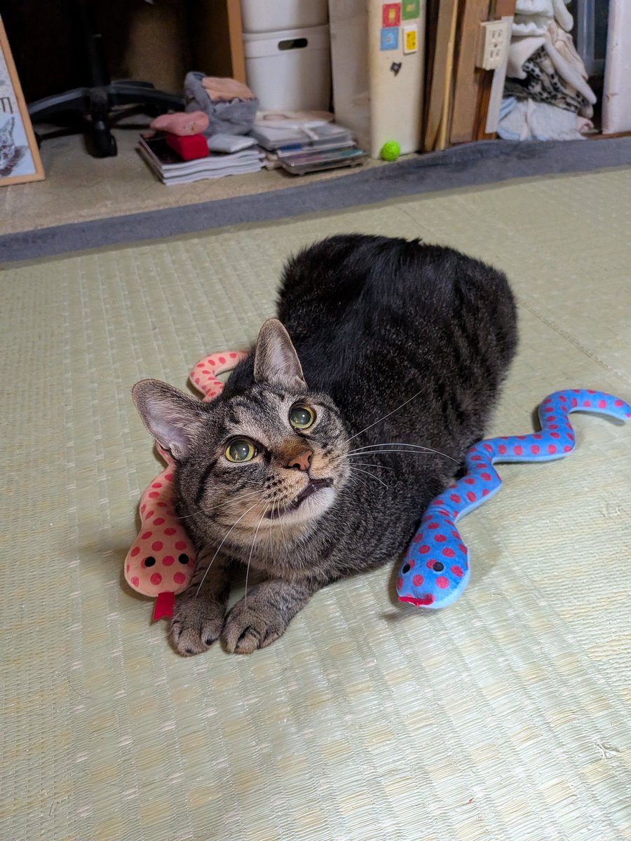 第2回おで部七夕にゃんだー ボクも参加できますかにゃ🎋(〃ω〃)ﾆｬｯ💖