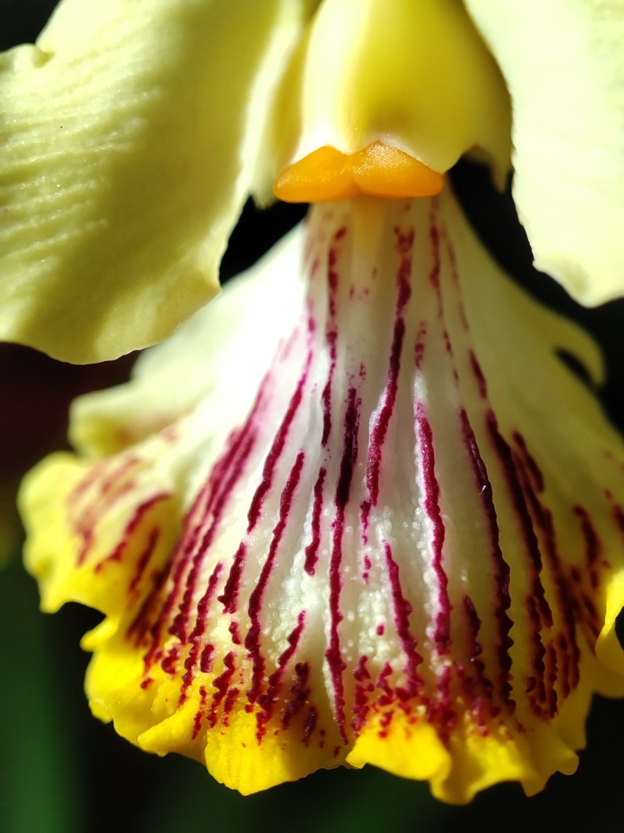 Bhyshma's tweet photo. Encyclia alata. Перше цвітіння.
Я просто закоханий у цю витончену пані.

#orhid #encyclia #encycliaalata https://t.co/uHhpObdMuz