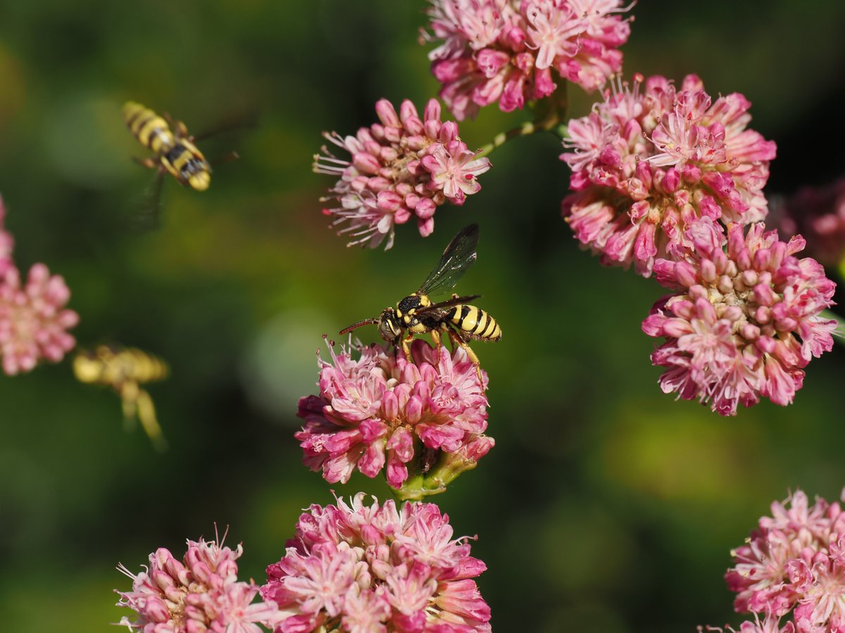 sfbaybees's tweet photo. When Redflower Buckwheat is in full bloom (now, around here), it's insect pandemonium. Normally, you'll see a cuckoo bee occasionally. This bush had so many Nomada cuckoo bees, mostly males, that I got to witness aerial traffic collisions. [Alameda, CA 7-3-26] #bees #nativebees https://t.co/j1D6EFDXFl