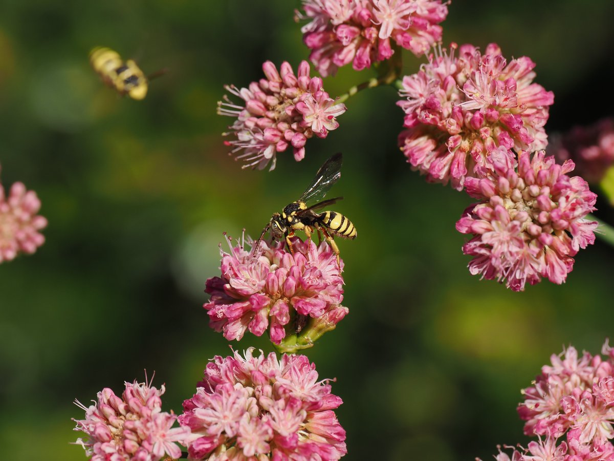 sfbaybees's tweet photo. When Redflower Buckwheat is in full bloom (now, around here), it's insect pandemonium. Normally, you'll see a cuckoo bee occasionally. This bush had so many Nomada cuckoo bees, mostly males, that I got to witness aerial traffic collisions. [Alameda, CA 7-3-26] #bees #nativebees https://t.co/j1D6EFDXFl