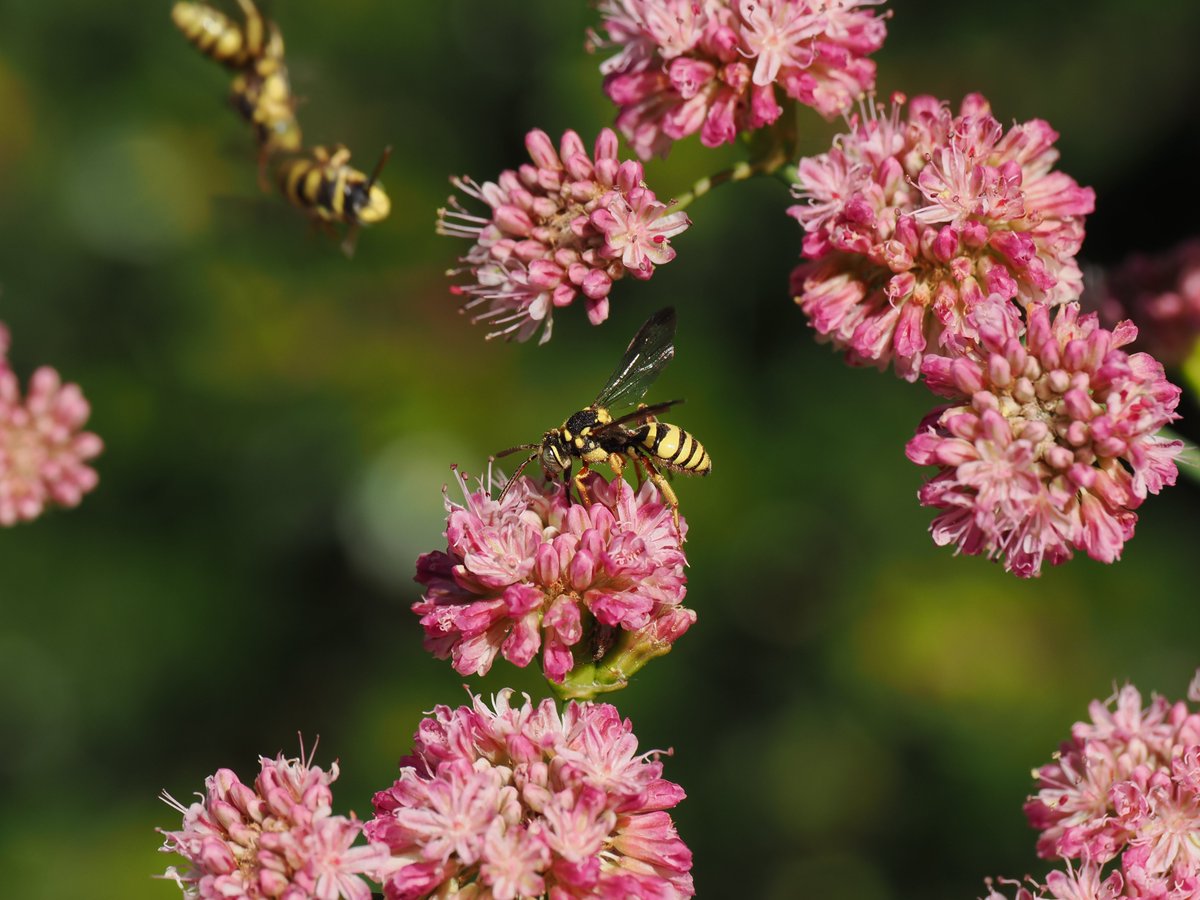 sfbaybees's tweet photo. When Redflower Buckwheat is in full bloom (now, around here), it's insect pandemonium. Normally, you'll see a cuckoo bee occasionally. This bush had so many Nomada cuckoo bees, mostly males, that I got to witness aerial traffic collisions. [Alameda, CA 7-3-26] #bees #nativebees https://t.co/j1D6EFDXFl