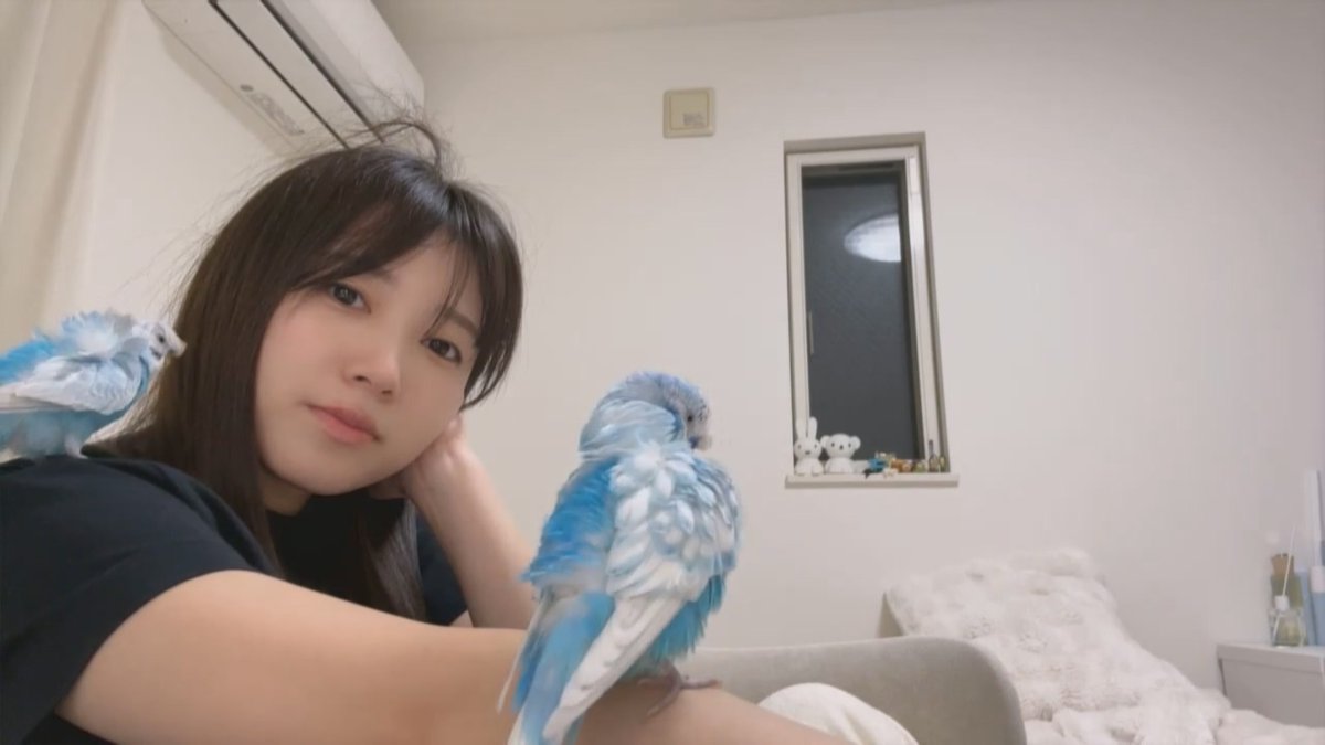 aingmar222's tweet photo. 집에 와서 보는 나코룸
나코는 리듬게임천국, 피코로랑 하나짱은 깃털정리
나코랑 피코로랑 하나짱이랑 서로 신경도 안쓰고 할거 하는게 넘 웃김 ㅋㅋㅋㅋㅋㅋ
이게 나코의 평소 일상인가? ㅋㅋㅋ 
#矢吹奈子 #なこるーむ https://t.co/aBGnKvAXeA