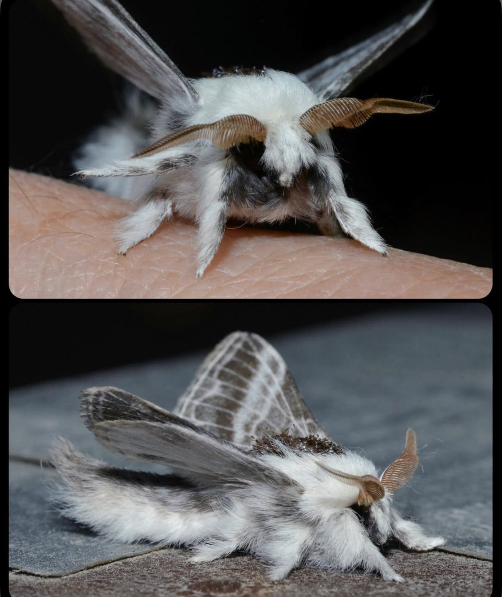 jbr_19892's tweet photo. Large tolype moth 🪶 https://t.co/IIhmytJjFd