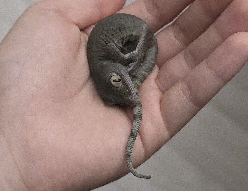 mybabyamia's tweet photo. 도마뱀은 이해하려하면안되고 그냥 존재하는구나... 그러고싶었구나... 하고 받아들여야하는 생물 https://t.co/pEYEUTN548