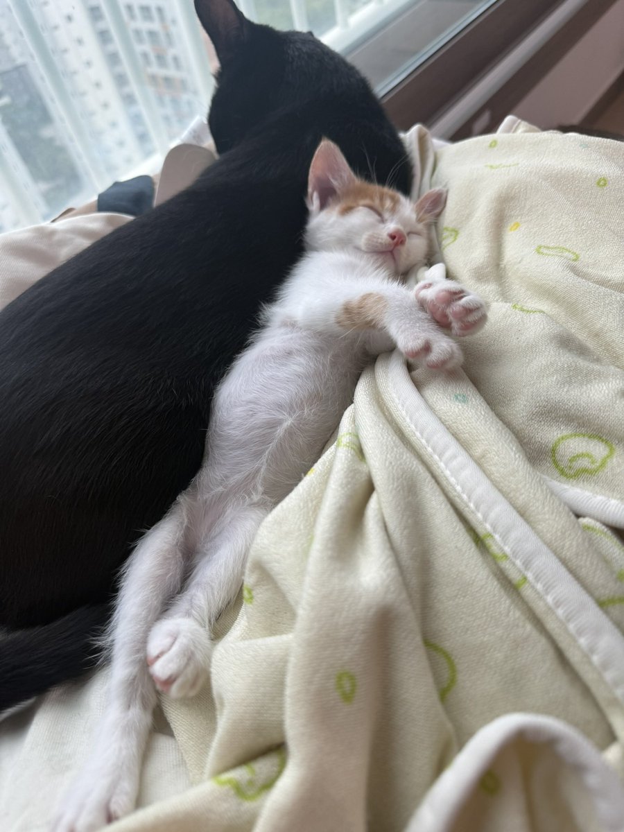 cat_1217a's tweet photo. 우리제로아깽이시절ㅠ https://t.co/QgypoUx6sg