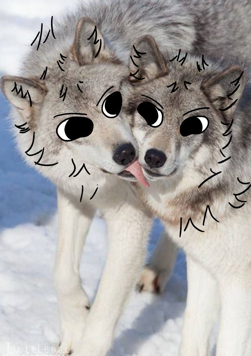 thecatidk's tweet photo. Wolf licking #wolf https://t.co/xdreBWoEUO