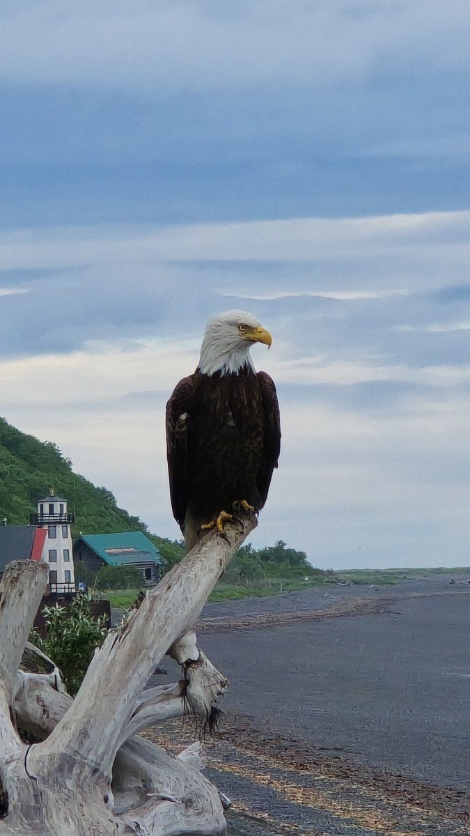 bizro's tweet photo. Bald #Eagle at the King Halibut Lodge in Happy Valley, #Alaska https://t.co/jFutflqIcX
