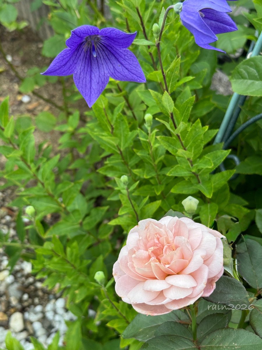 rainwh120's tweet photo. おはようございます
白いアガパンサスが咲き始めました
連日の大雨で花が少し傷んでいますが😅
義母の育てている桔梗もパニエ🌹の隣でたくさん咲き始めました😊
#花のある暮らし 
#ガーデニング
#バラ https://t.co/PVN3oBSdlD