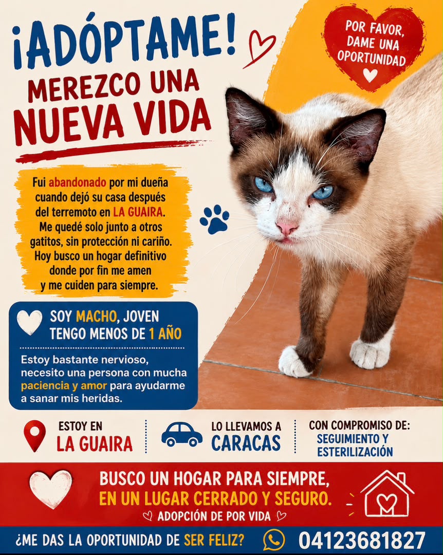 yaracalcagno's tweet photo. Este bello necesita un hogar.
Su dueña lo abandonó en La Guaira y se fue a otro estado. Necesita hogar urgente 🚨 https://t.co/aC2SOmYJYr