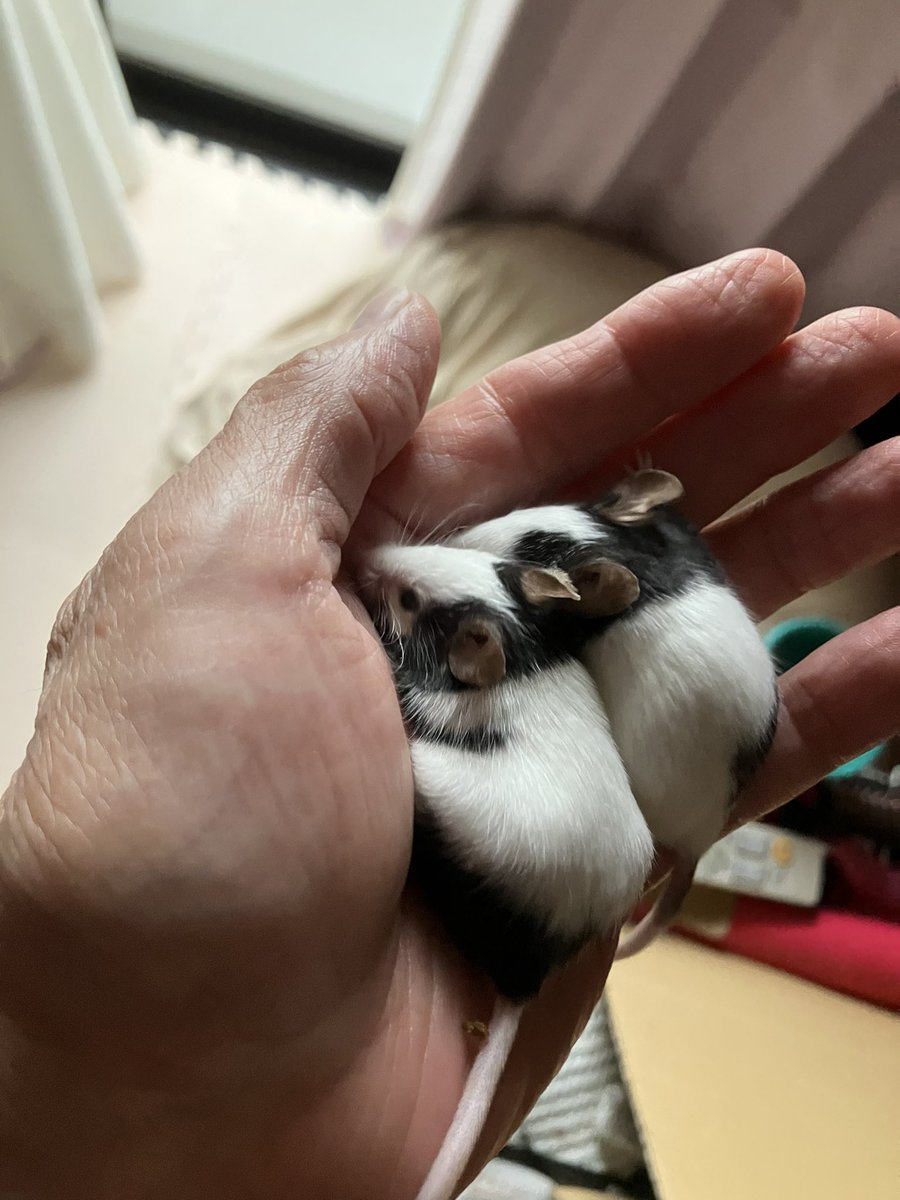 panda_kyoro's tweet photo. 捕まったねずみ！
メロ🐹とマメ🐹

#パンダマウス
#捕まったねずみ https://t.co/bC75nSQtzo