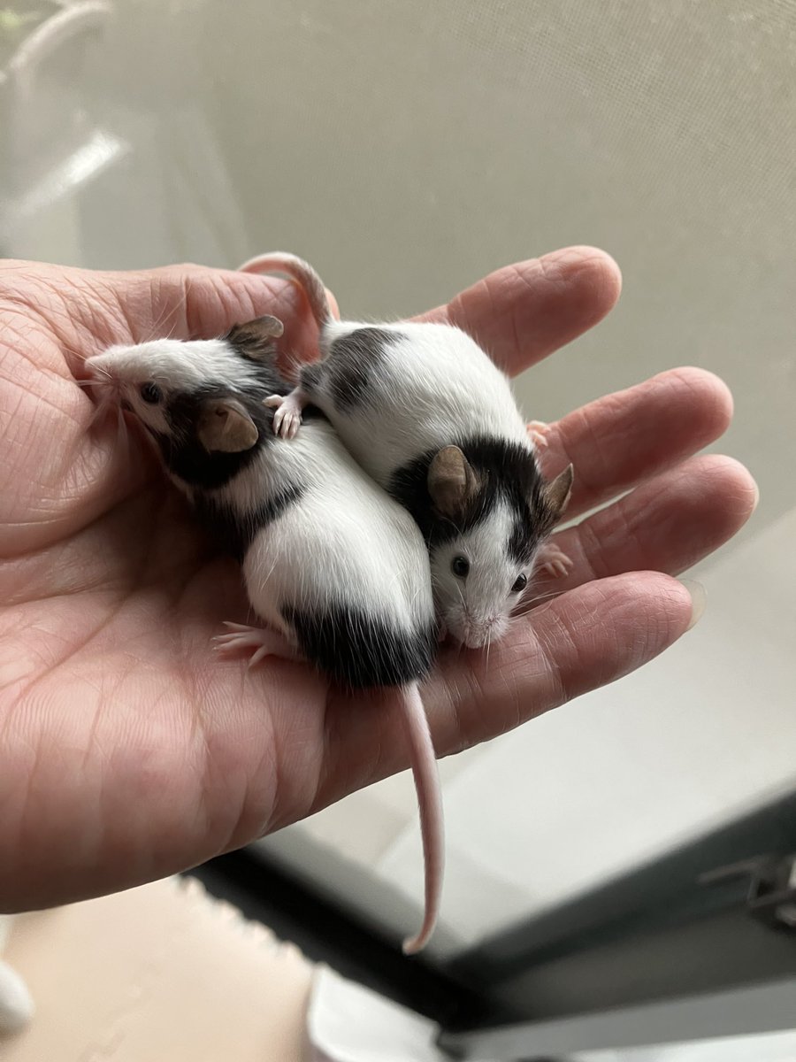 panda_kyoro's tweet photo. 捕まったねずみ！
メロ🐹とマメ🐹

#パンダマウス
#捕まったねずみ https://t.co/bC75nSQtzo