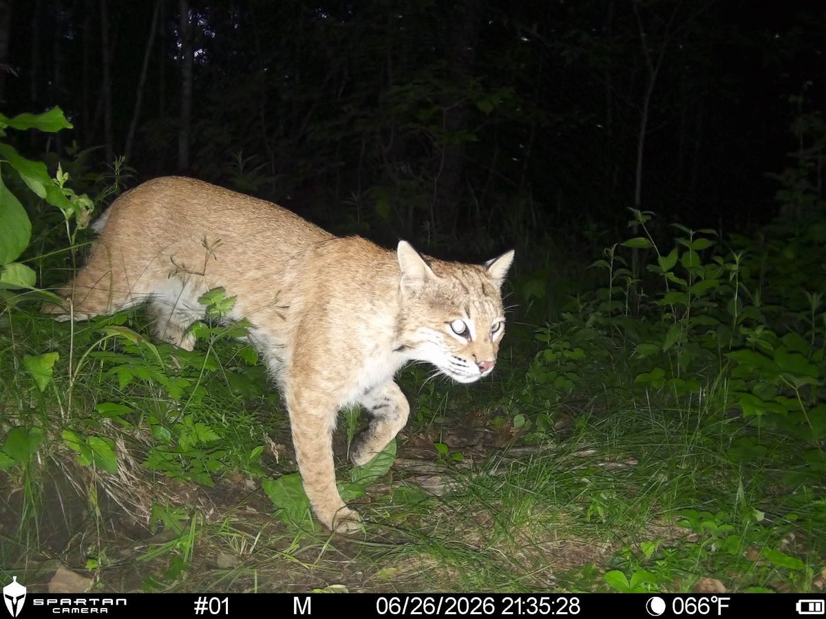 Trail_Cams tweet picture
